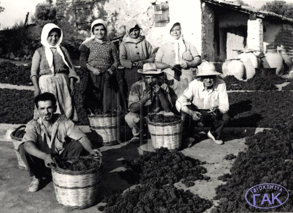 Σταφίδες και κοφίνια στην Κορώνη